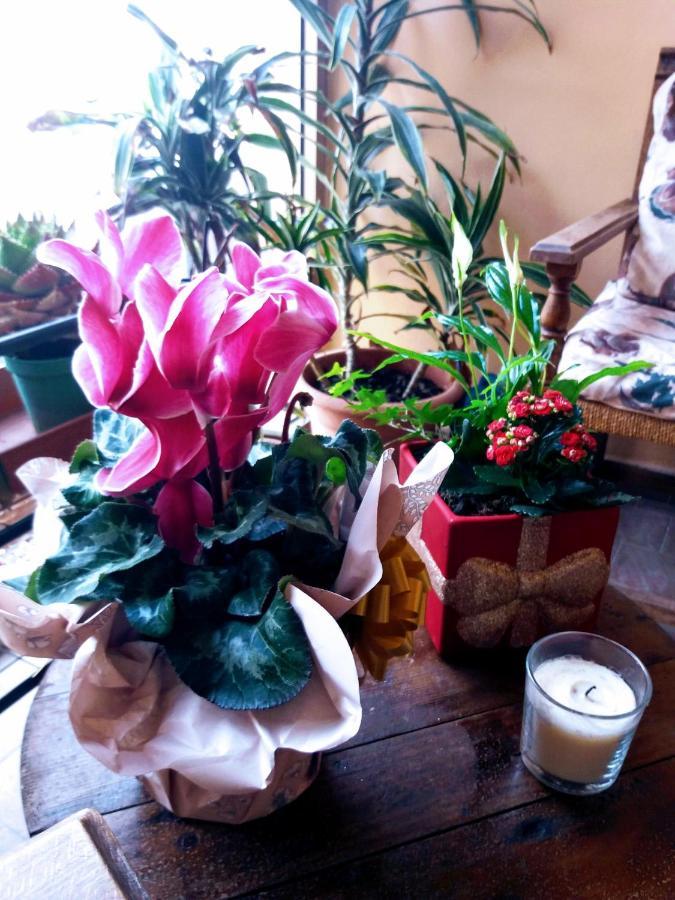 "La Maison Del Corso" Hospitality ปิซา ภายนอก รูปภาพ